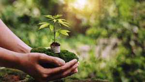PURE NATURAL VIBES LLC DISPENSARY
