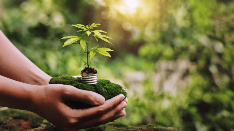 PURE NATURAL VIBES LLC DISPENSARY